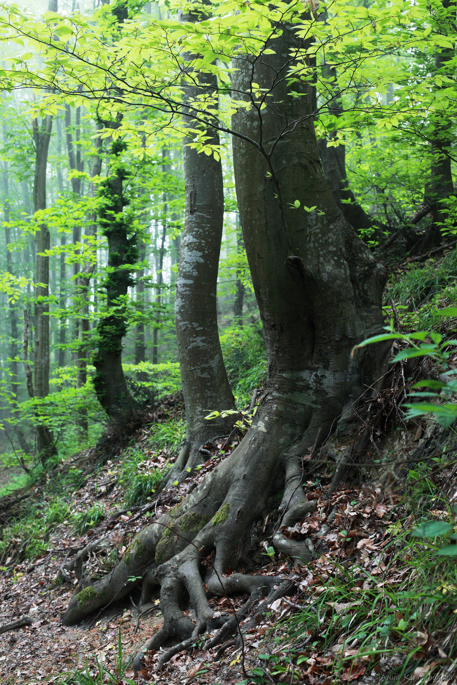 Image of Fagus orientalis specimen.