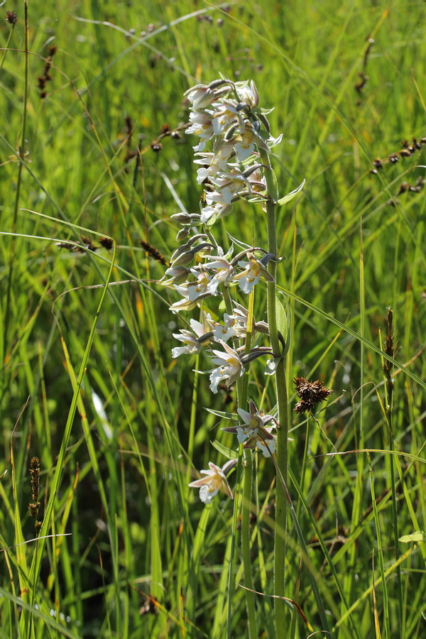 Image of Epipactis palustris specimen.