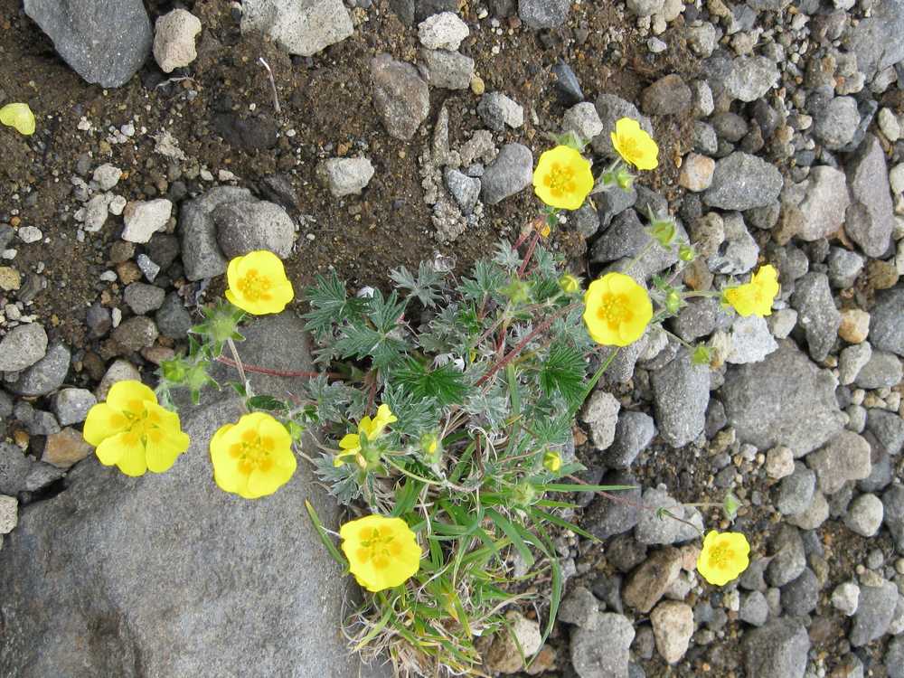 Image of Potentilla vulcanicola specimen.