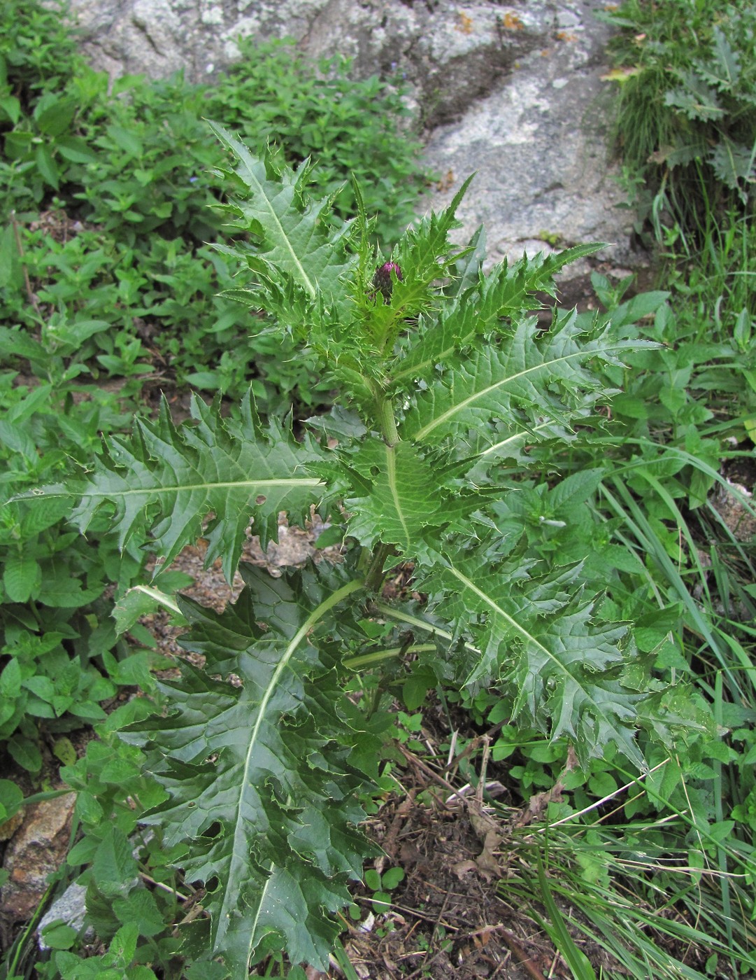 Image of Cirsium elbrusense specimen.