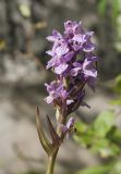 Dactylorhiza × transiens. Соцветие. Мурманская обл., окр. пос. Росляково, обочина грунтовой дороги. 18.08.2019.