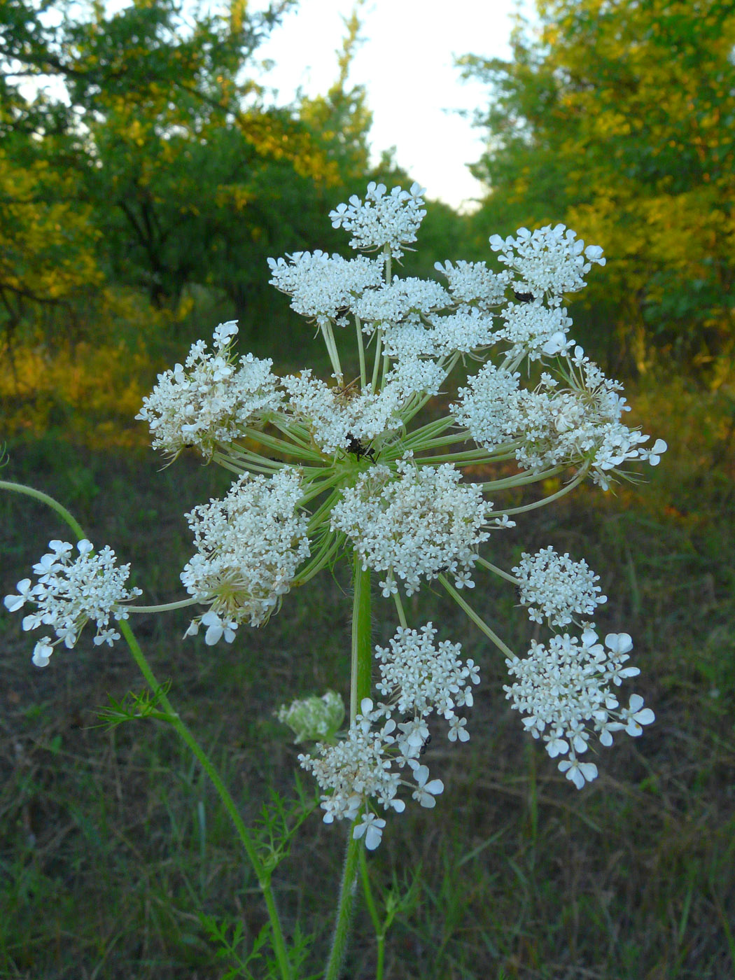 Image of Daucus carota specimen.