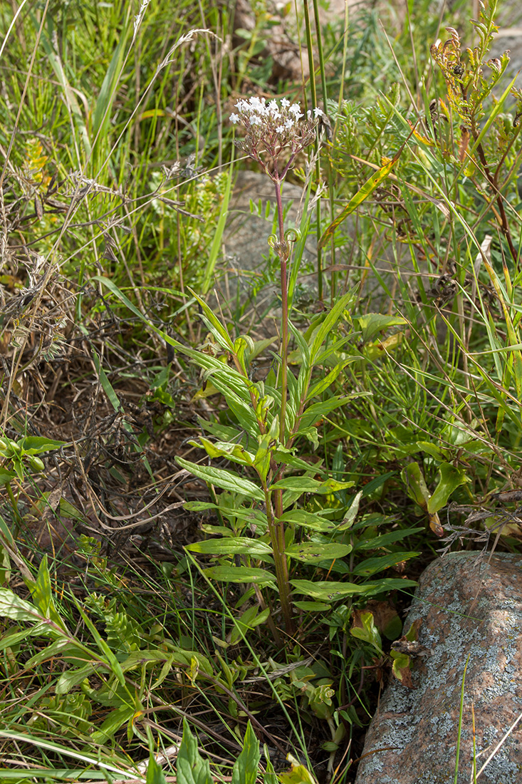 Image of Valeriana salina specimen.