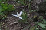 genus Ornithogalum. Зацветающее растение с обкусанными листьями. Турция, ил Артвин, окр. деревни Баглик, луг недалеко от ручья. 24.04.2019.