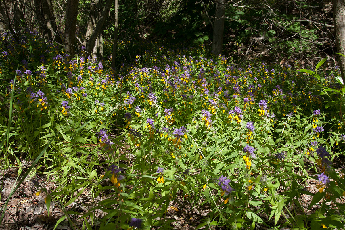 Image of Melampyrum nemorosum specimen.