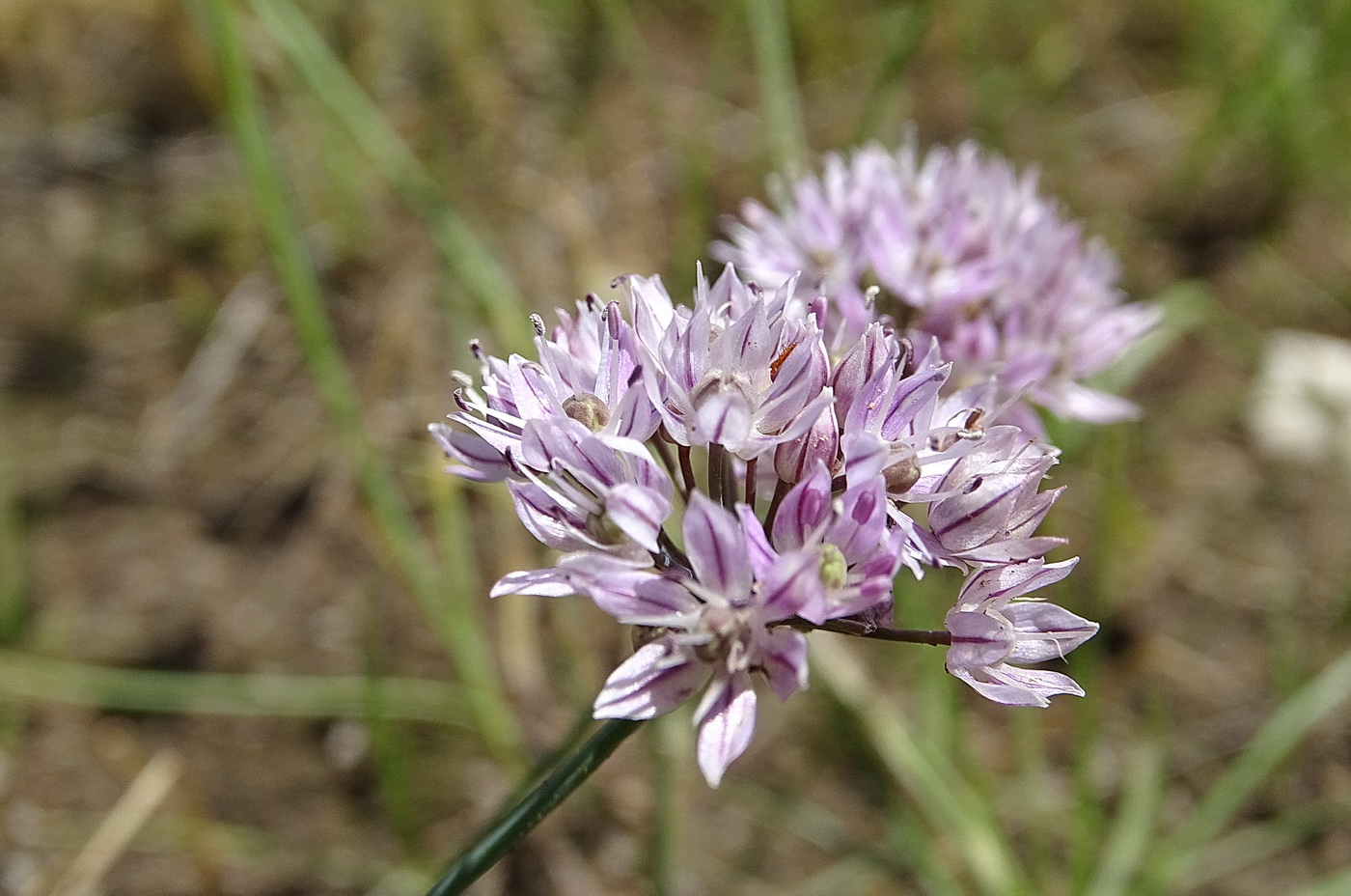 Image of Allium oliganthum specimen.