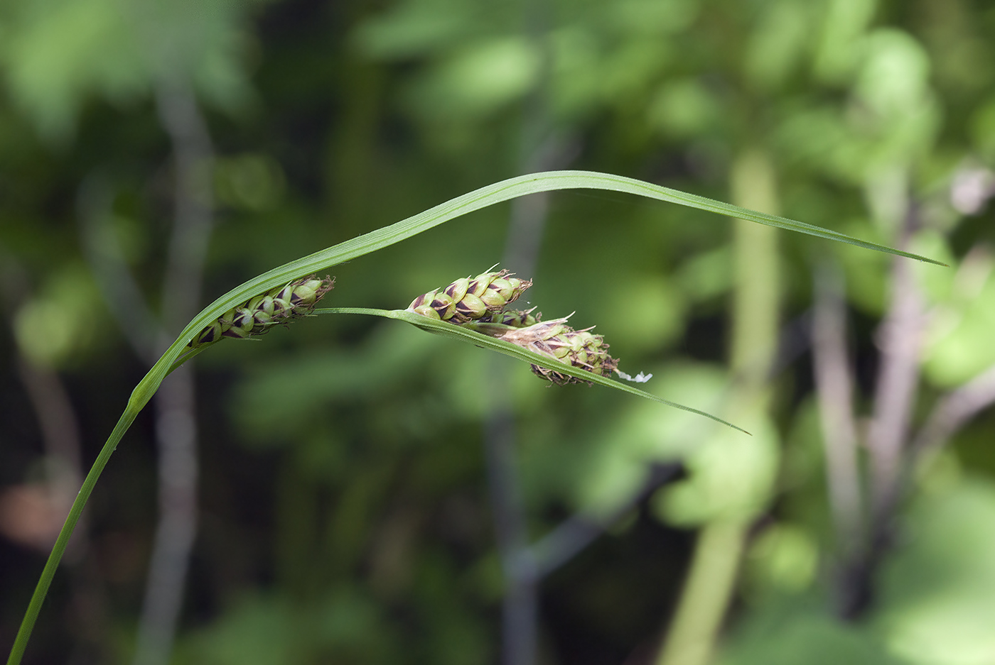 Image of Carex gmelinii specimen.