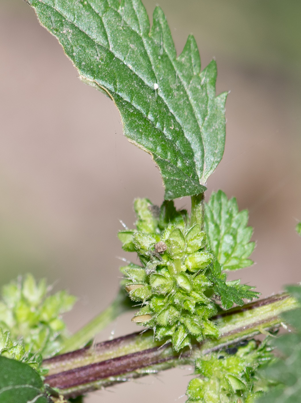 Image of Urtica urens specimen.