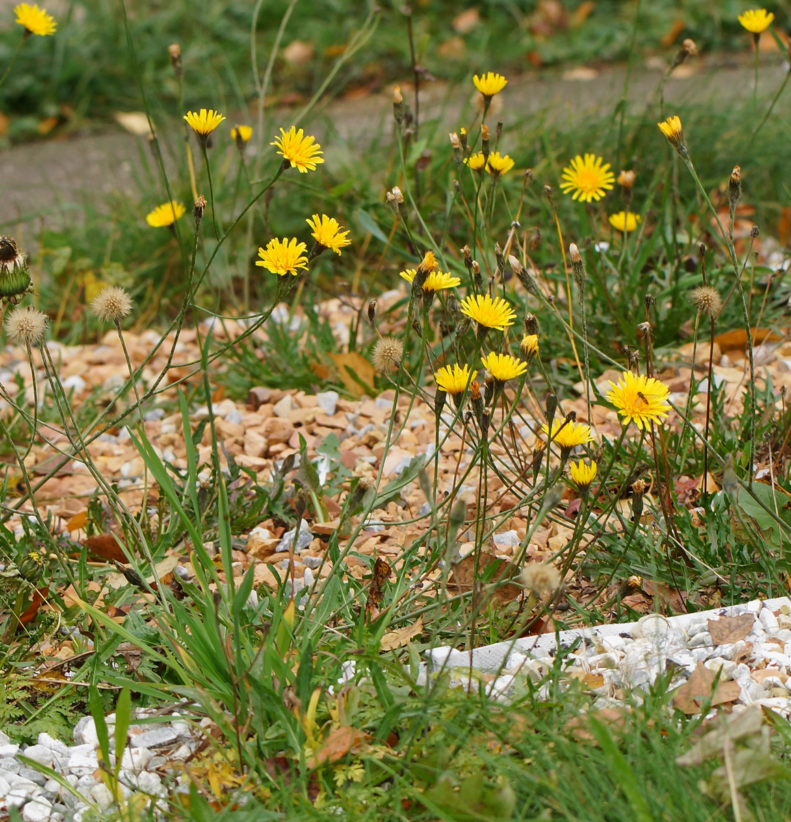 Image of Scorzoneroides autumnalis specimen.