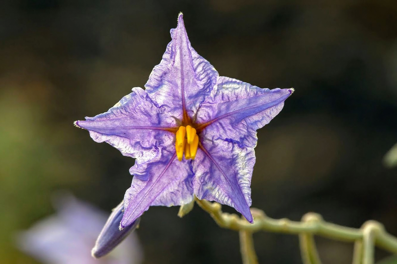 Изображение особи Solanum elaeagnifolium.