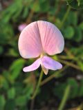 Tephrosia spicata