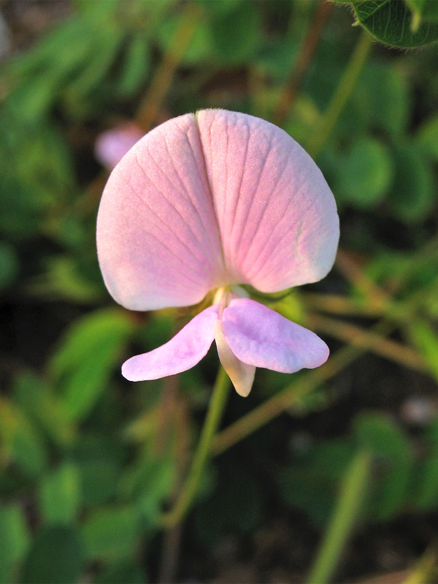 Image of Tephrosia spicata specimen.