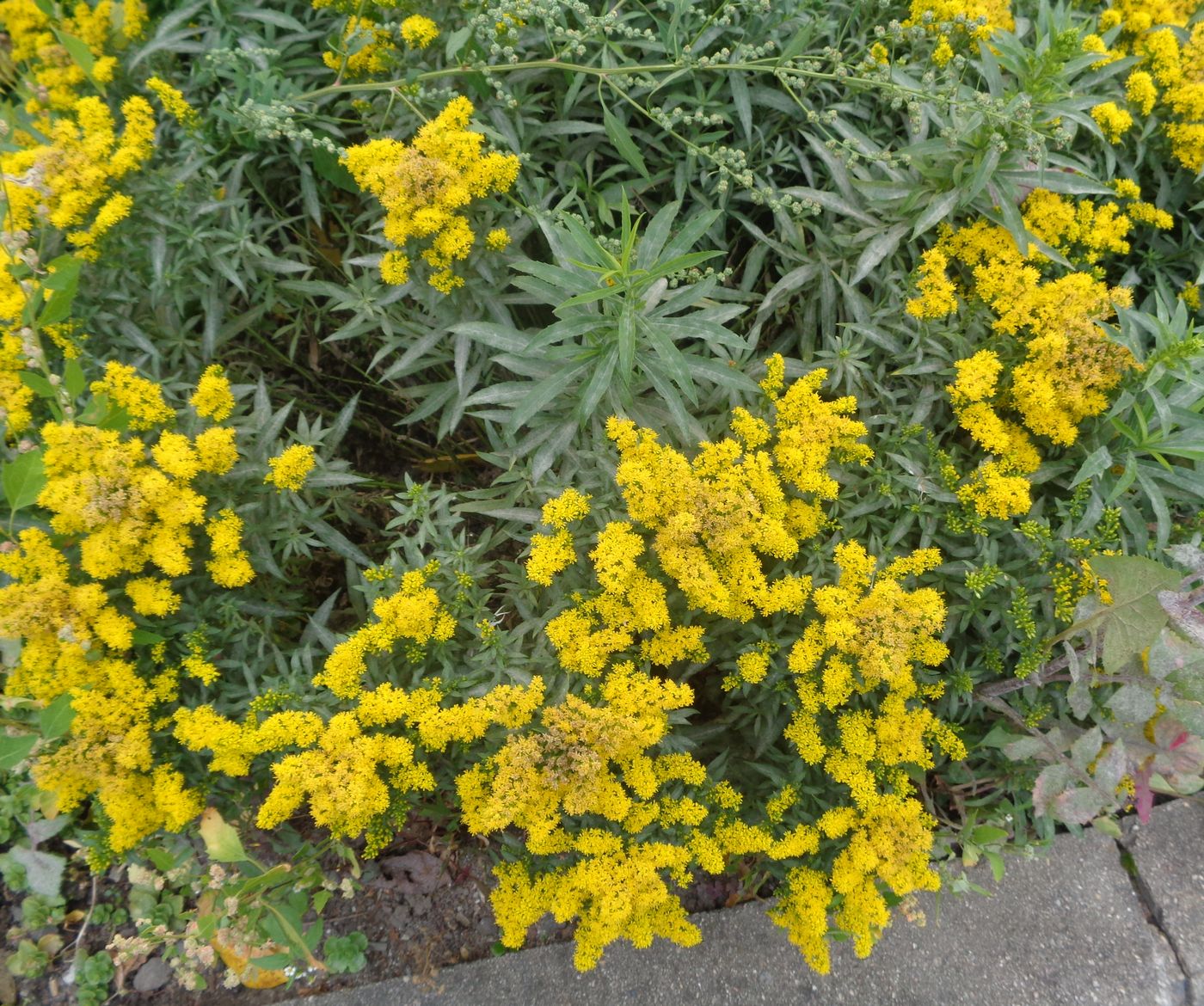 Изображение особи род Solidago.