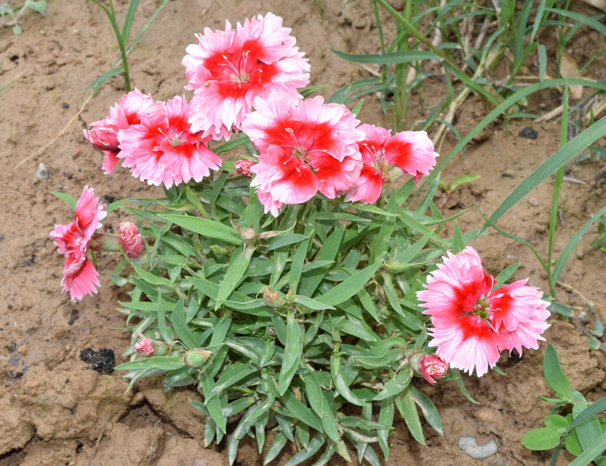 Image of Dianthus chinensis specimen.