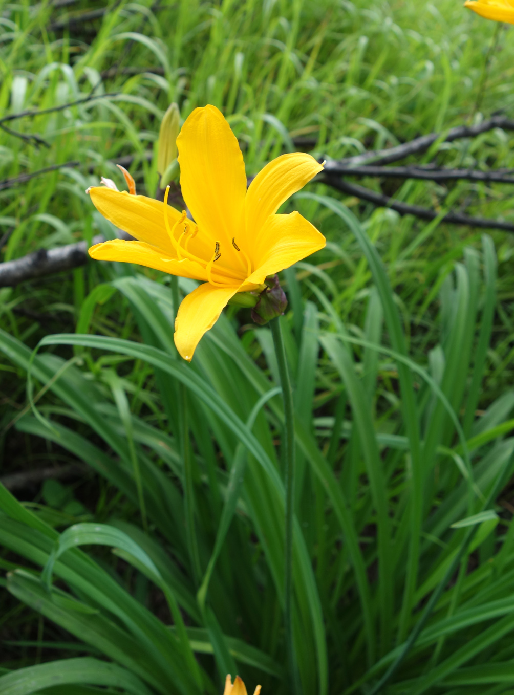 Image of Hemerocallis middendorffii specimen.