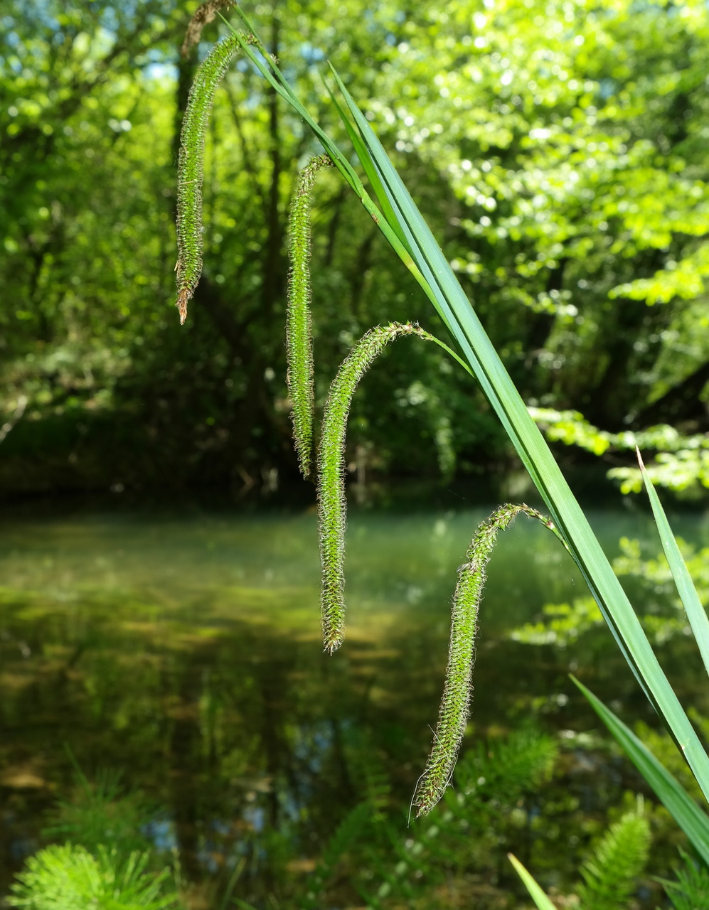 Image of Carex pendula specimen.