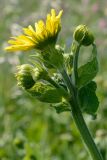 Doronicum macrophyllum. Общее соцветие с распустившейся и нераспустившимися корзинками. Адыгея, Кавказский биосферный заповедник, плато Лаго-Наки, 2030 м н.у.м., субальпийский луг. 04.07.2020.