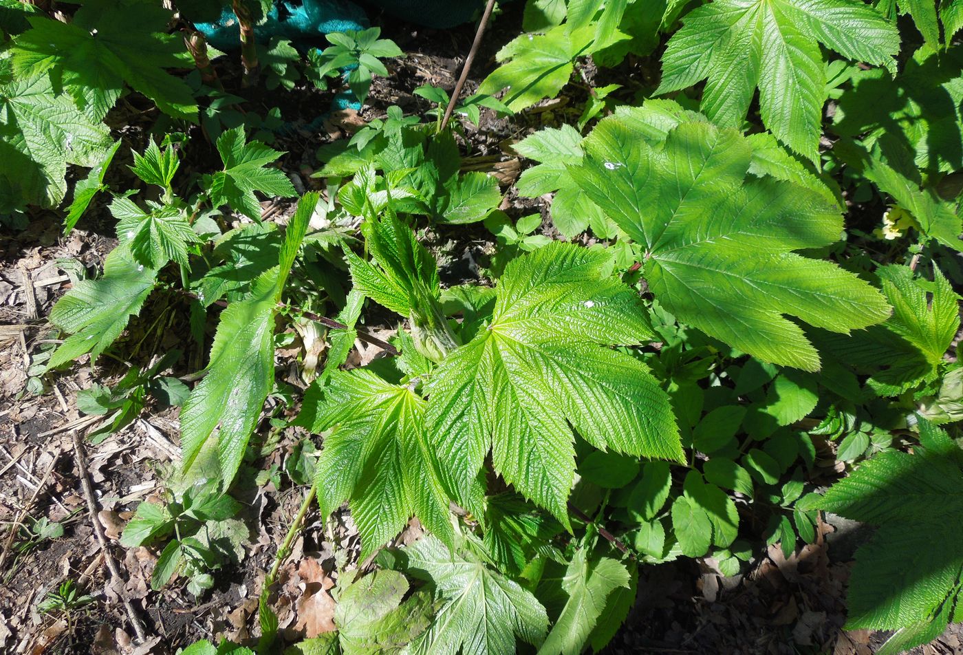 Изображение особи Filipendula camtschatica.