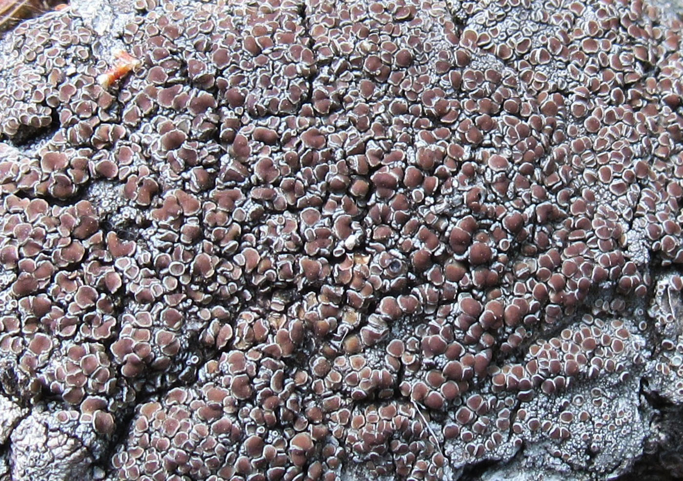 Image of Lecanora cenisia specimen.