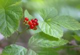 Rubus saxatilis. Верхушка плодоносящего растения. Амурская обл., Хинганский заповедник, отроги Малого Хингана, басс. р. Карапча, горная дубрава. 05.08.2018.