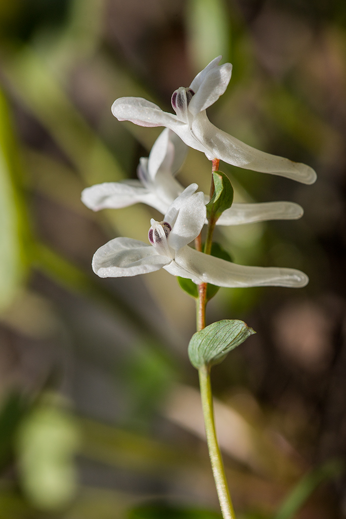 Изображение особи Corydalis caucasica.