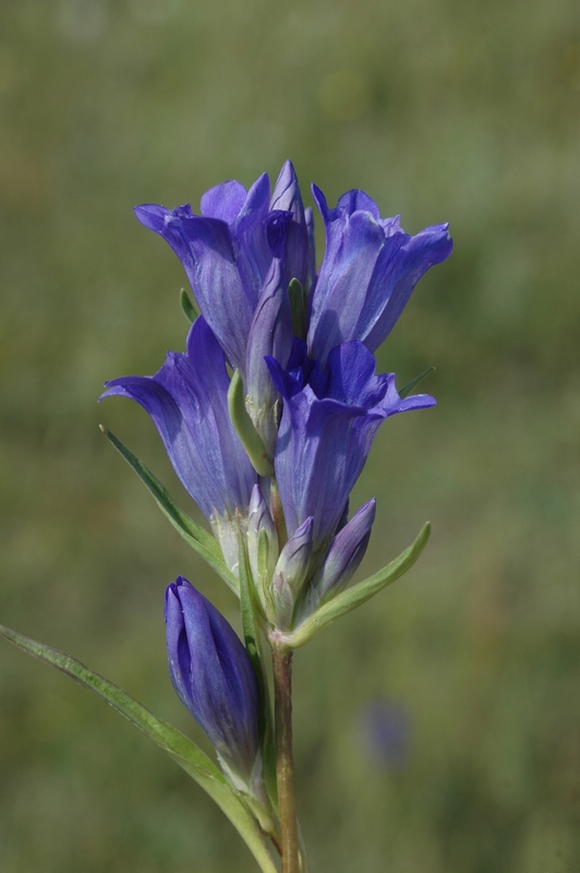 Image of Gentiana decumbens specimen.