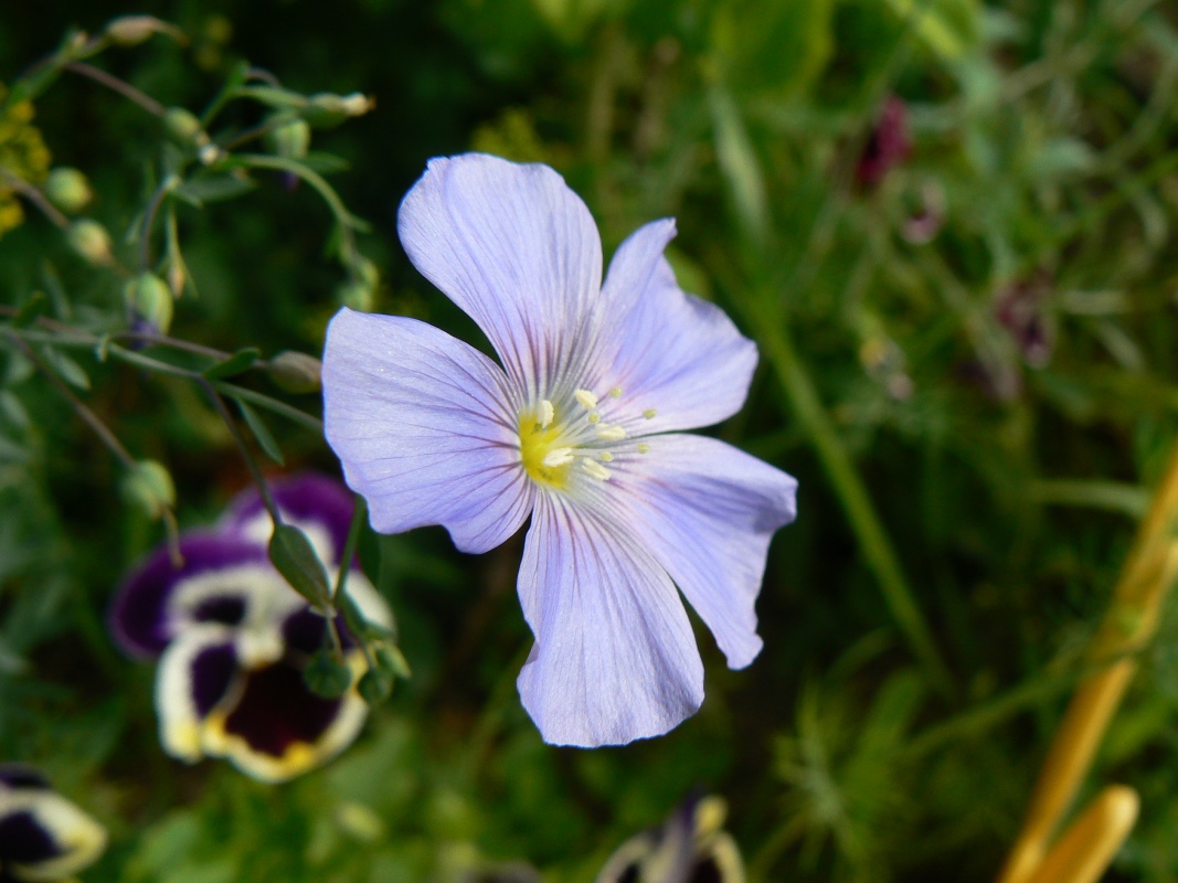 Image of Linum amurense specimen.