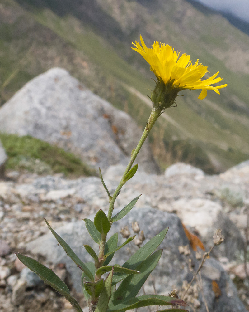 Image of genus Hieracium specimen.