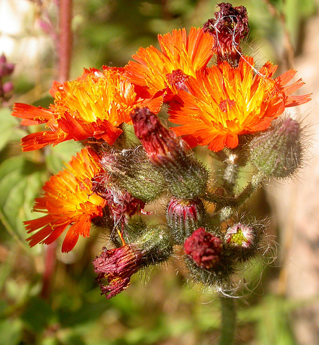 Изображение особи Pilosella aurantiaca.