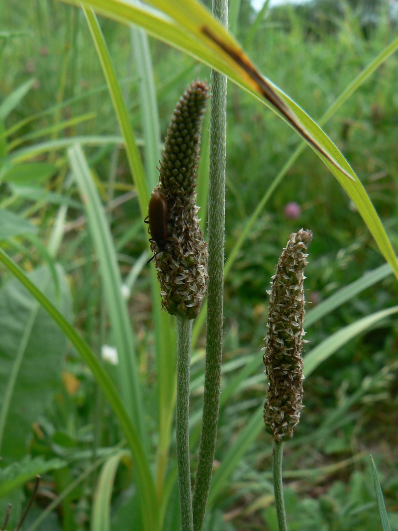 Image of Plantago media specimen.