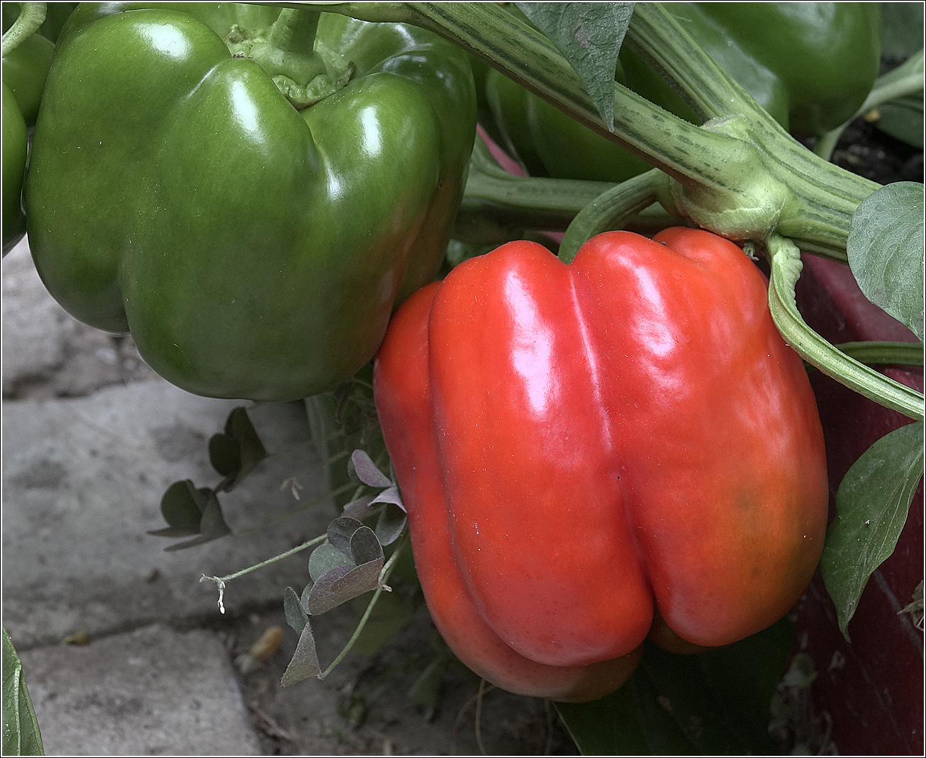 Изображение особи Capsicum annuum.