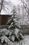 Смотреть изображение Pseudotsuga menziesii
