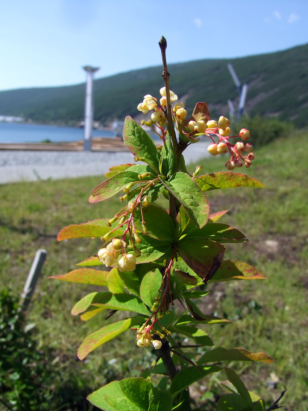 Изображение особи Berberis vulgaris.