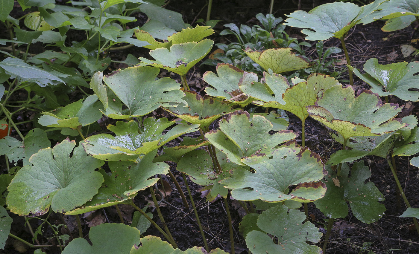 Изображение особи Sanguinaria canadensis.