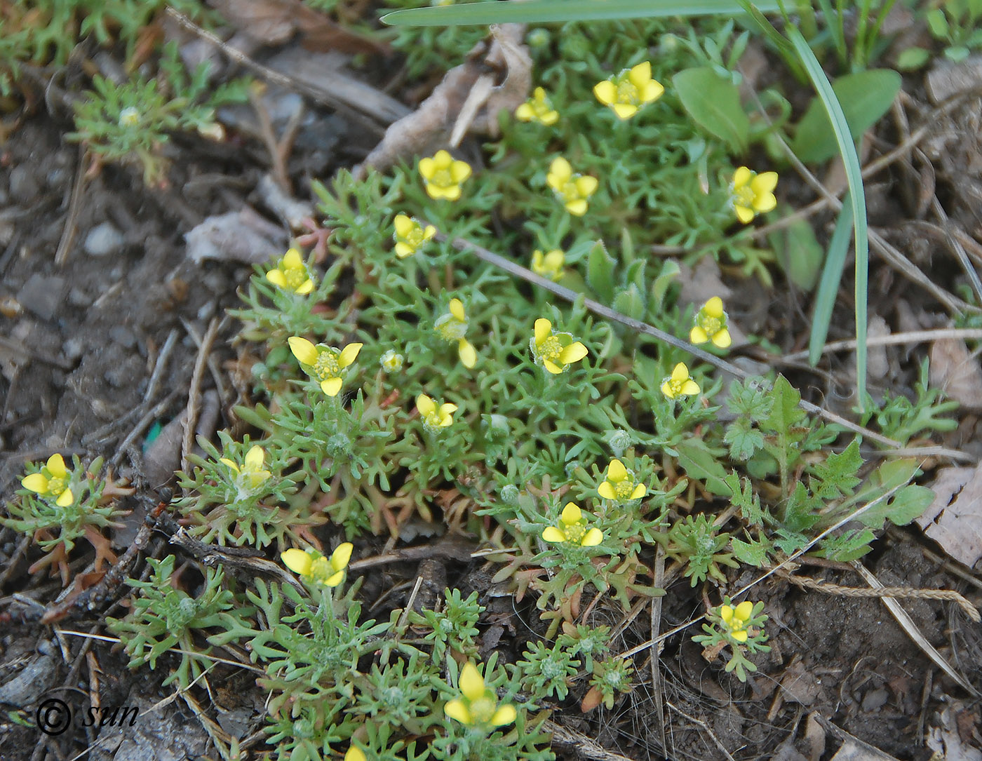 Изображение особи Ceratocephala orthoceras.