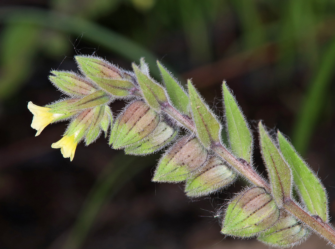 Изображение особи Nonea flavescens.