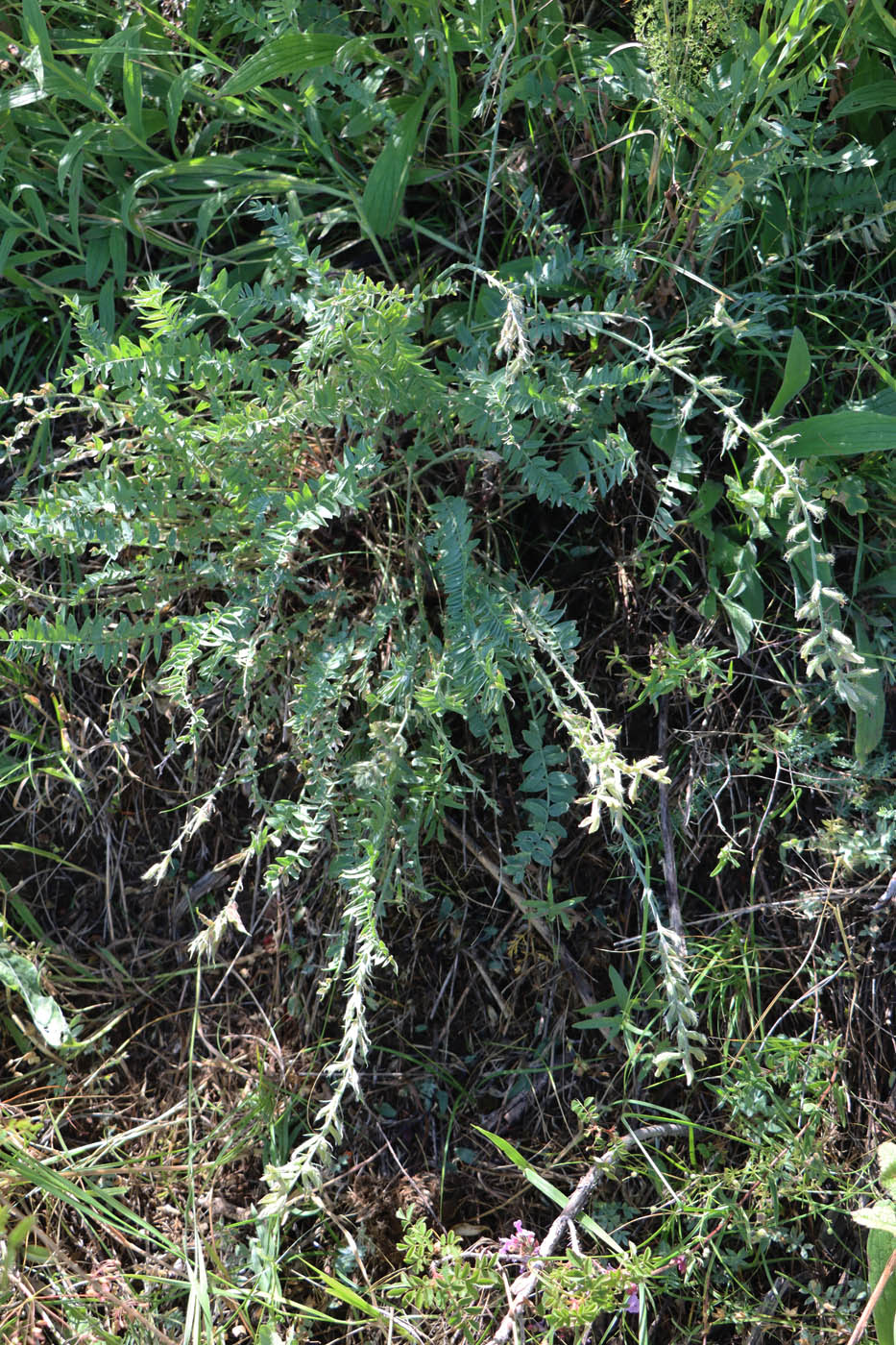 Image of Oxytropis fedtschenkoi specimen.