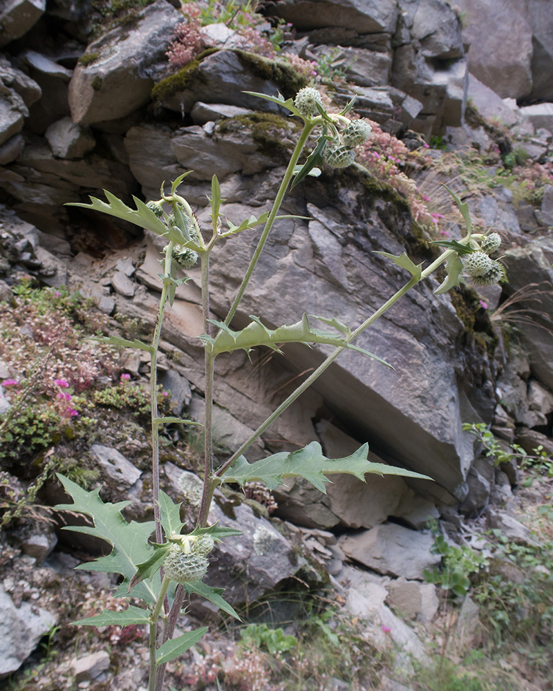 Image of Cirsium buschianum specimen.