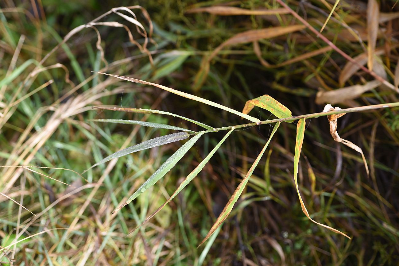 Image of Phalaroides arundinacea specimen.