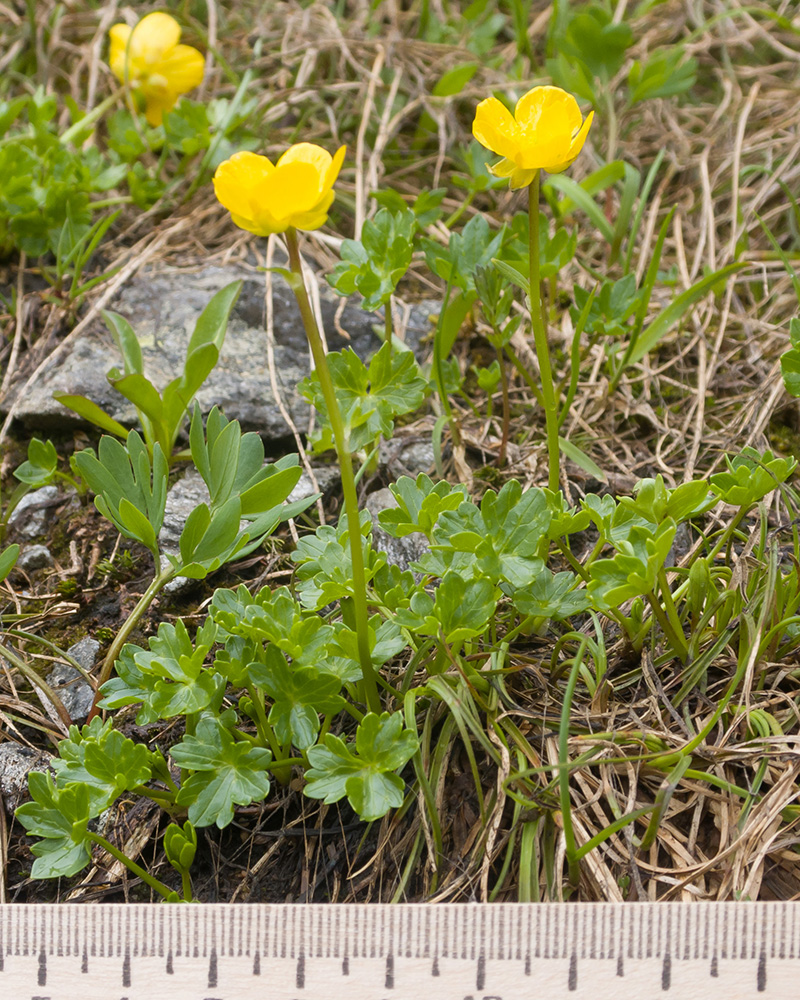 Изображение особи Ranunculus brachylobus.