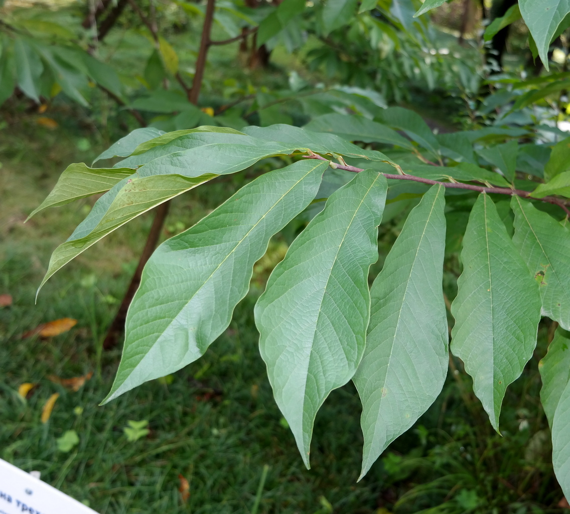 Изображение особи Asimina triloba.