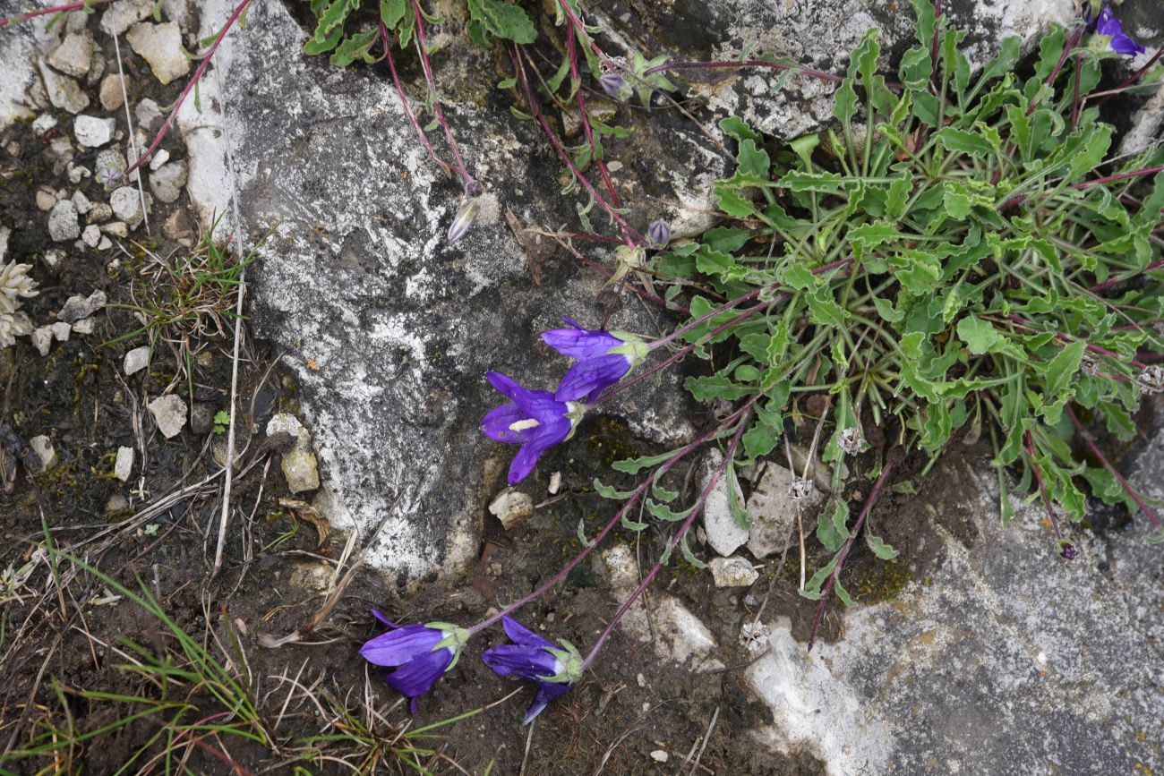 Image of Campanula bellidifolia specimen.