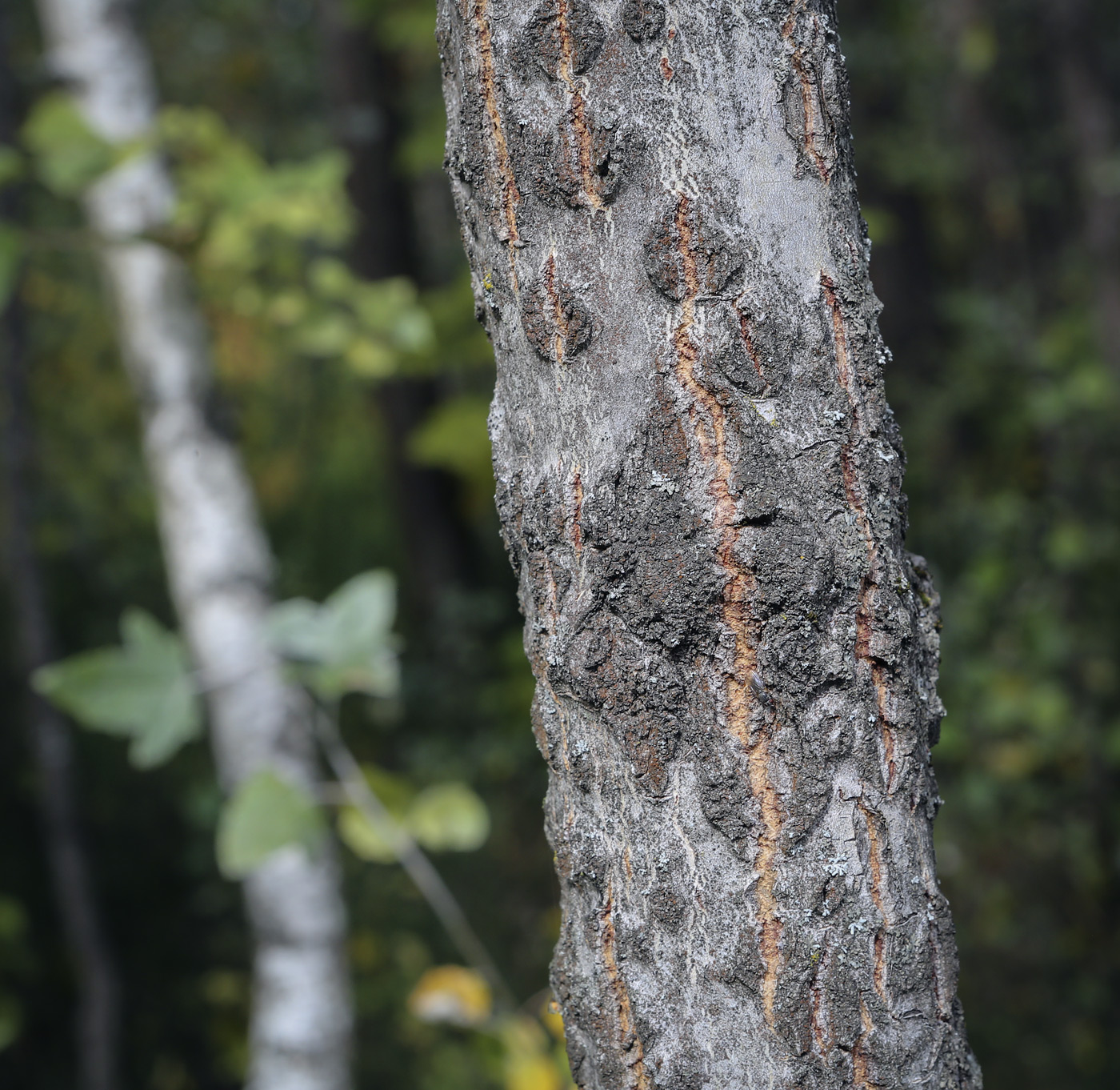 Image of Populus &times; canescens specimen.