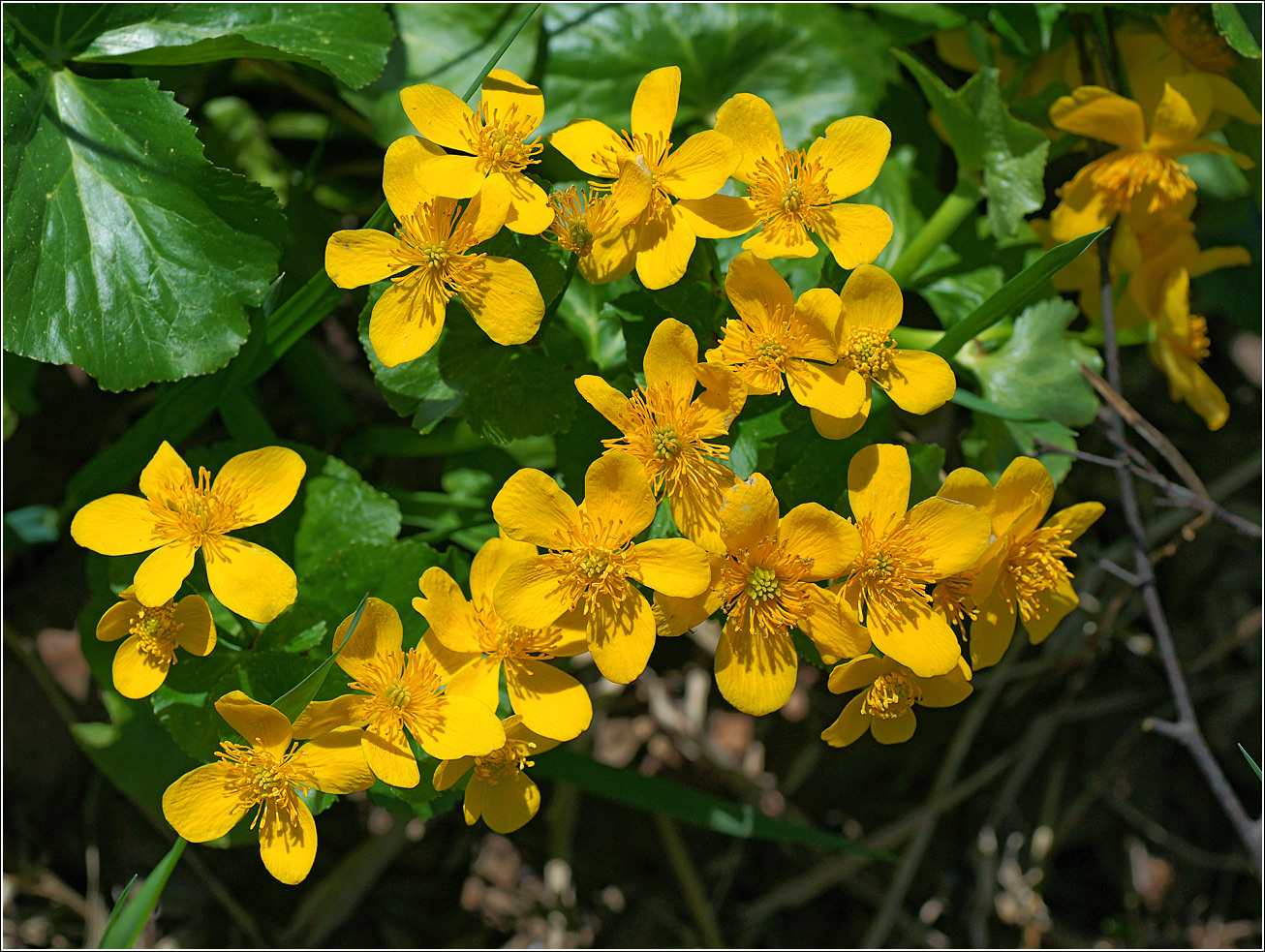 Image of Caltha palustris specimen.