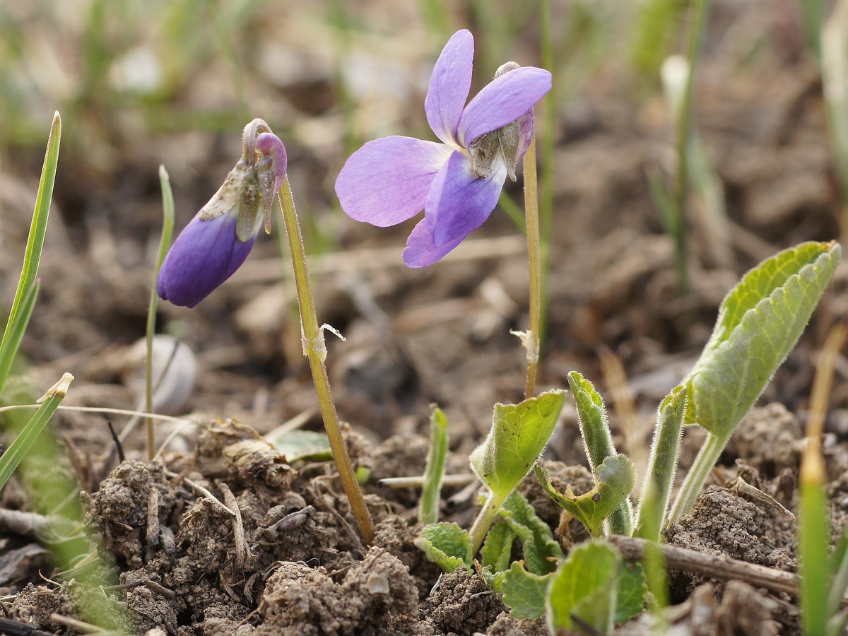 Изображение особи Viola ambigua.