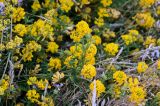 genus Medicago