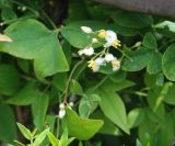 Nandina domestica