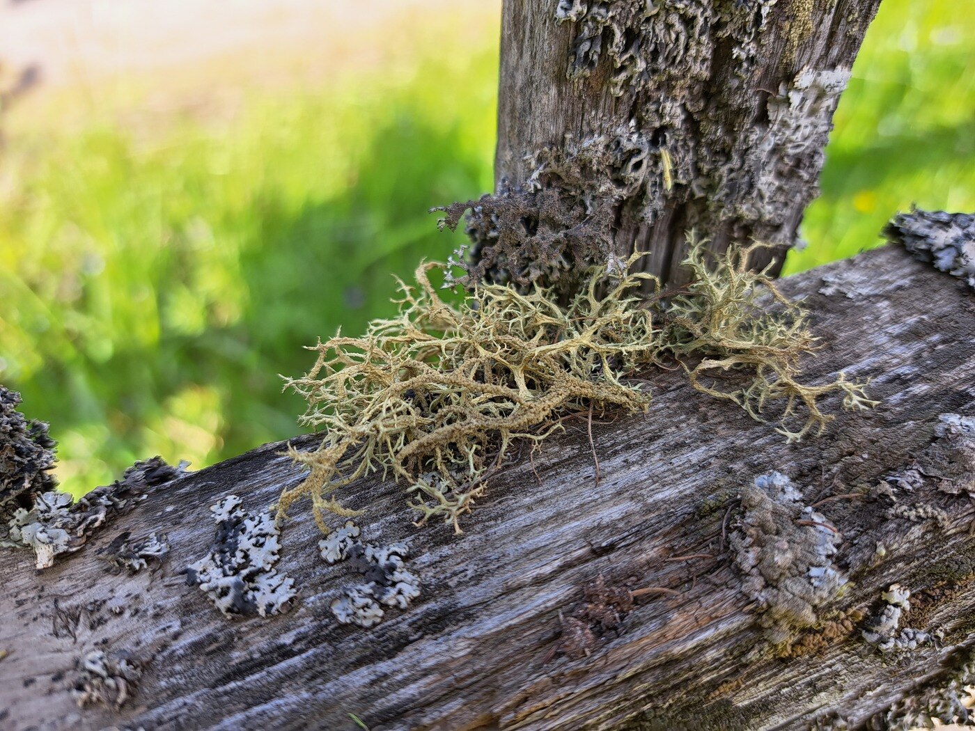 Image of Evernia mesomorpha specimen.