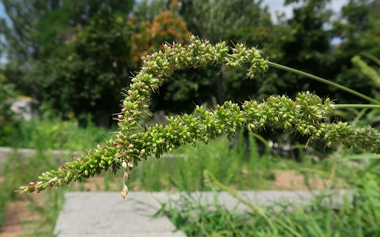 Image of Setaria verticillata specimen.