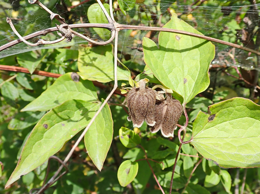 Image of Clematis fusca specimen.